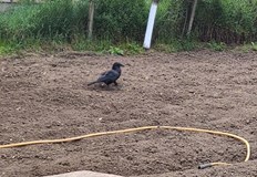 Собственикът твърди че е намерил птицата в бедстващо състояние в