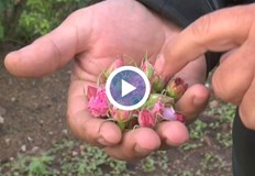 Студът в началото на април попари пъпките преди да разцъфнатКампанията