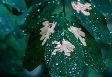 Метеоролози отчетоха необичайното явление с помощта на сателитни снимки от