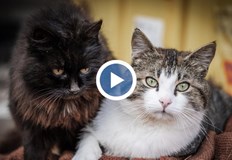 Проучване отваря нови перспективи за използването на интернет съдържаниетоИнтернет пространството