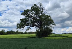 В област Русе са обявени 50 вековни дърветаВековните дървета обявени