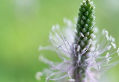 Непретенциозната билка лекува от акне до бронхитНепретенциозният живовляк който често