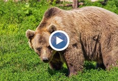 Пострадалите получават по 120 лева за унищожено пчелно семейство докато