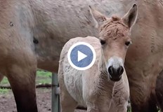 Карина е първото конче на Пржевалски в България от 2019