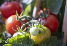 Детерминантни или индетерминантни домати – кои са подходящи за вашата