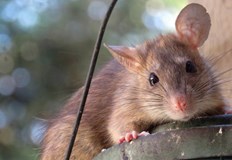 Потвърдени са 17 случая на лептоспироза има опасност и от