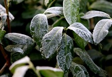 Сутрешни мъгли и слани следобед валежи в Югозападна БългарияПрез първата