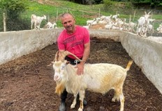 Димитър Тотев отглежда 120 белоснежни животни от почти заличената автохтонна