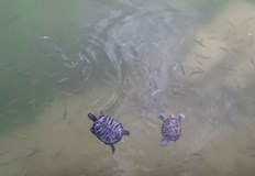 Популярният домашен любимец се превръща в екологична заплахаПрез последните години