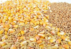 Причината са рекордните реколтиЦените на пшеницата на международните пазари продължават