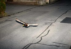 Дива патица наруши ограничението на скоростта в ШвейцарияШвейцарски радар за