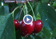 Държавата ще покрие 80 от разходите при напълно унищожена реколта