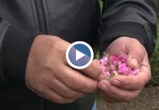 Пъпките на маслодайните растения остават неразвити заради студеното време сподели