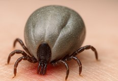 Регионалната здравна инспекция съветва как да се предпазваме от кърлежиСлучай