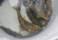 ИАРА – Пазарджик извърши над 44 проверки и участва в