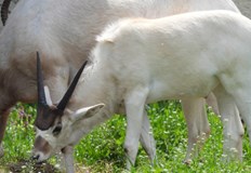 Видът е на ръба на изчезването с по малко от 100