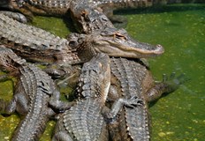 Пилот приземи самолет в блато керосинът от повредения самолет спаси