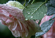 През последната седмица на месеца страната попада под фронтовете на