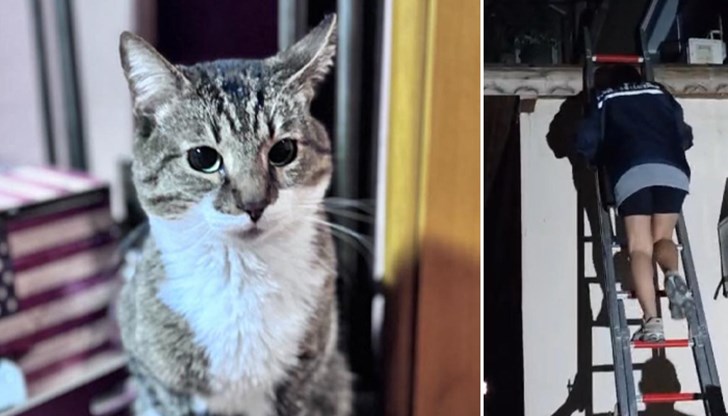 Академик Петър Иванов споделя емоционалната случка за спасяването на котарак от пожарникари в Русе Академик Петър Иванов споделя емоционалната случка за спасяването на котарак от пожарникари в Русе