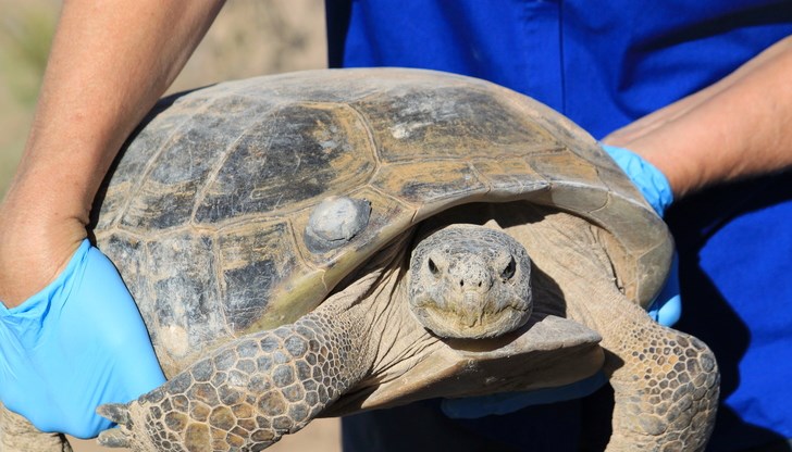 Климатичните промени и човешката дейност ускоряват загубата на видове, предупреждават учени Климатичните промени и човешката дейност ускоряват загубата на видове, предупреждават учени