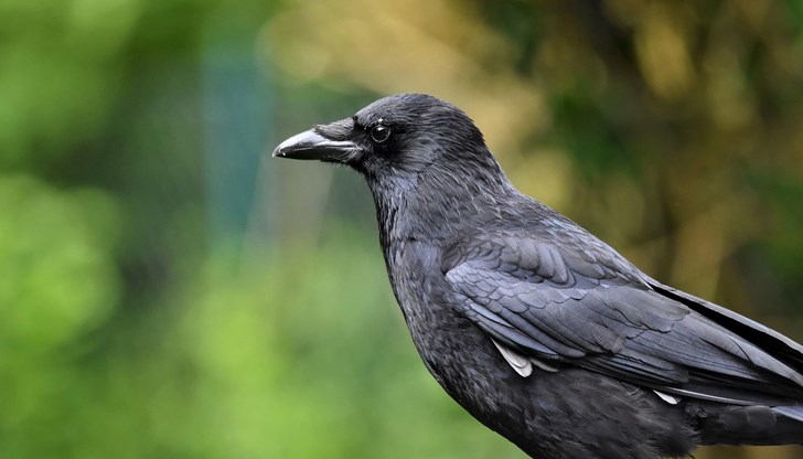 Децата вече не излизат навън заради агресивните птици в двора Децата вече не излизат навън заради агресивните птици в двора