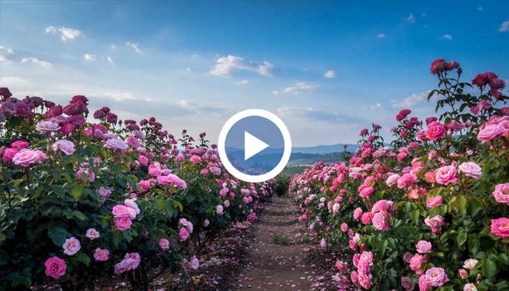 Над 800 души от цялата страна вече танцуваха български хора в центъра на града, кулминацията на празника предстои