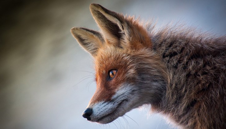 Раненото животно е открито от туристи Раненото животно е открито от туристи