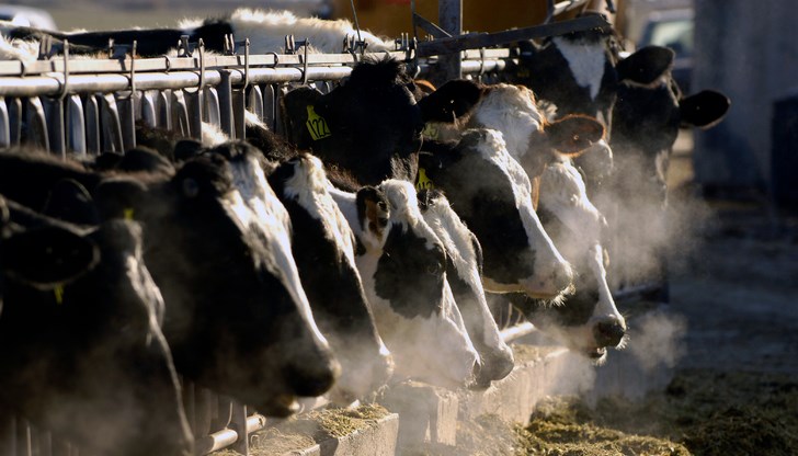 Официалните данни отчитат спад във всички категории, докато работата на кланиците нараства Официалните данни отчитат спад във всички категории, докато работата на кланиците нараства