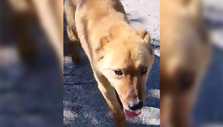 Животното е получило първа помощ, но се нуждае от постоянни грижи Животното е получило първа помощ, но се нуждае от постоянни грижи