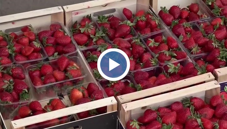 Илия Гатев: Пролетната салата ще ни излезе по-скъпо с около 10-15% тази година