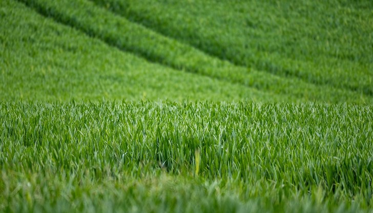 Цените на имотите в Русенско, обявени на търг, са между 3451 и 6600 лева за декар