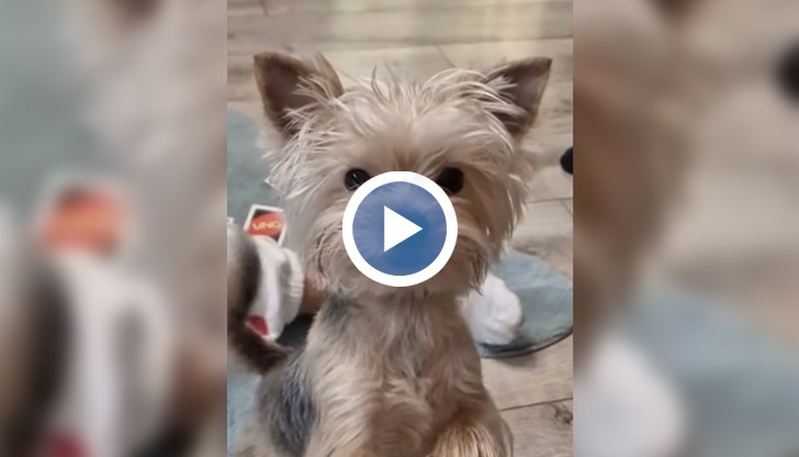 Пострадалото кученце се бори за живота си