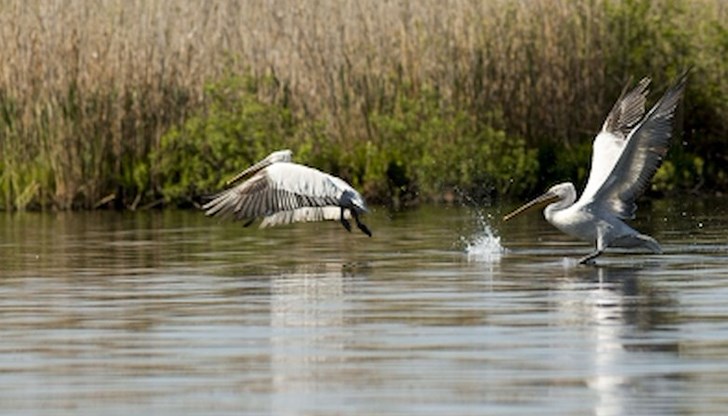 Малки екоактивисти стартираха проект за опазване на река Дунав
