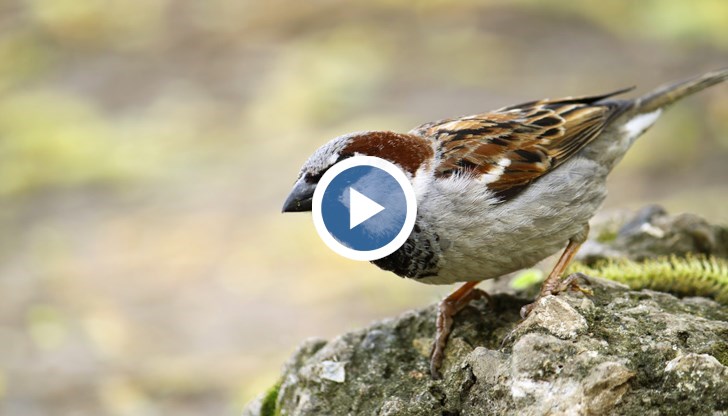 Преброяването е част от инициатива за опазване на градските птици