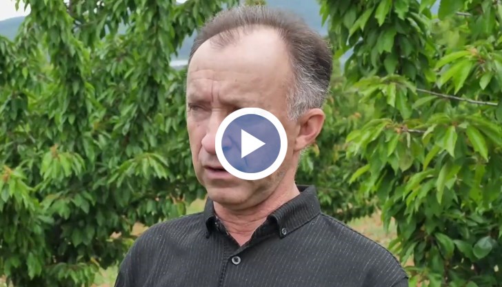 Двойно предизвикателство за българските овощари - силните пролетни студове и нашествието на вредители