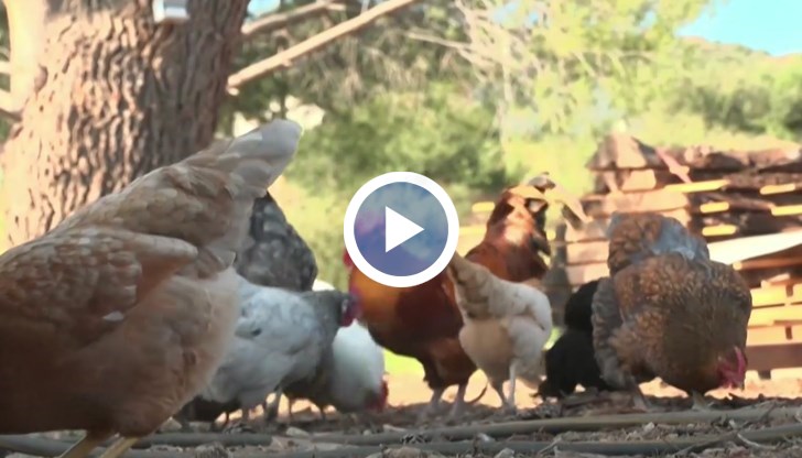 Високите цени и ограниченията в супермаркетите карат все повече американци да търсят алтернативни източници