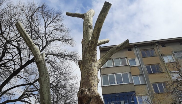 Административният съд в Русе ще гледа жалба срещу общинското разрешение за премахване Административният съд в Русе ще гледа жалба срещу общинското разрешение за премахване