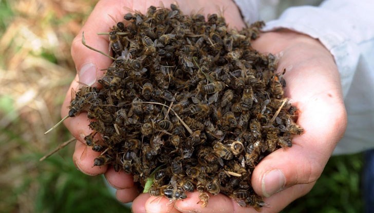 Нови научни данни разкриват, че пчелите са застрашени от война, микропластмаса и светлинно замърсяване Нови научни данни разкриват, че пчелите са застрашени от война, микропластмаса и светлинно замърсяване