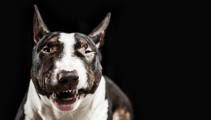 Неправилната реакция може да провокира по-силна агресия Неправилната реакция може да провокира по-силна агресия