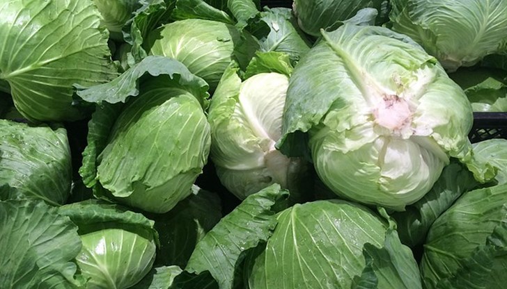 С правилен подход можем да се радваме на богата реколта от вкусния зеленчук С правилен подход можем да се радваме на богата реколта от вкусния зеленчук