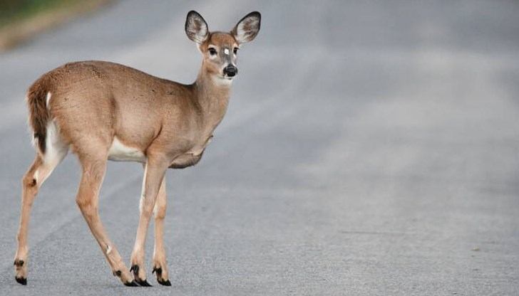 Двама души загинаха, а над 30 са ранените Двама души загинаха, а над 30 са ранените