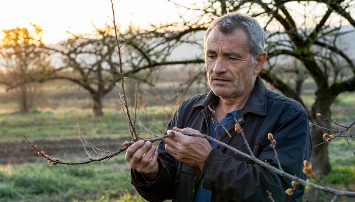 Промените в климата застрашават реколтата от кайсии в България Промените в климата застрашават реколтата от кайсии в България