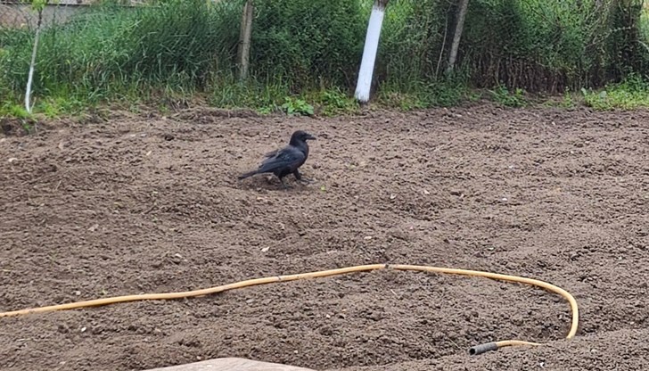 Собственикът твърди, че е намерил птицата в бедстващо състояние в гората Собственикът твърди, че е намерил птицата в бедстващо състояние в гората