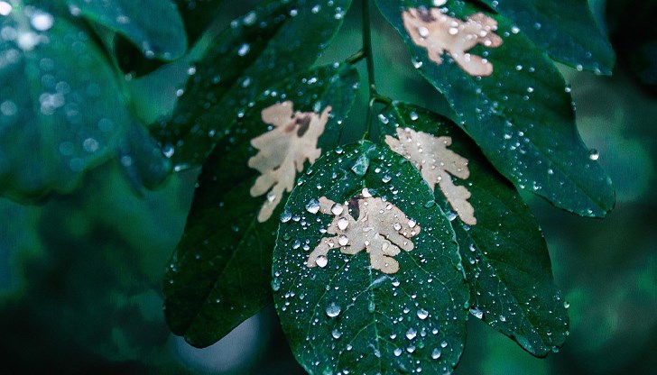 Метеоролози отчетоха необичайното явление с помощта на сателитни снимки от EUMETSAT Метеоролози отчетоха необичайното явление с помощта на сателитни снимки от EUMETSAT