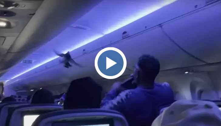 Екипажът и пътниците се опитаха да хванат птиците с якета