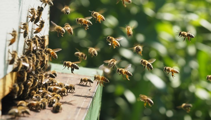Тревожна статистика сочи, че 70% от пчелите в страната загинаха след зимата