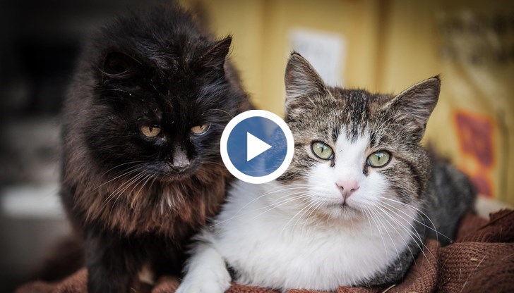 Проучване отваря нови перспективи за използването на интернет съдържанието