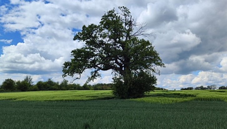 В област Русе са обявени 50 вековни дървета В област Русе са обявени 50 вековни дървета