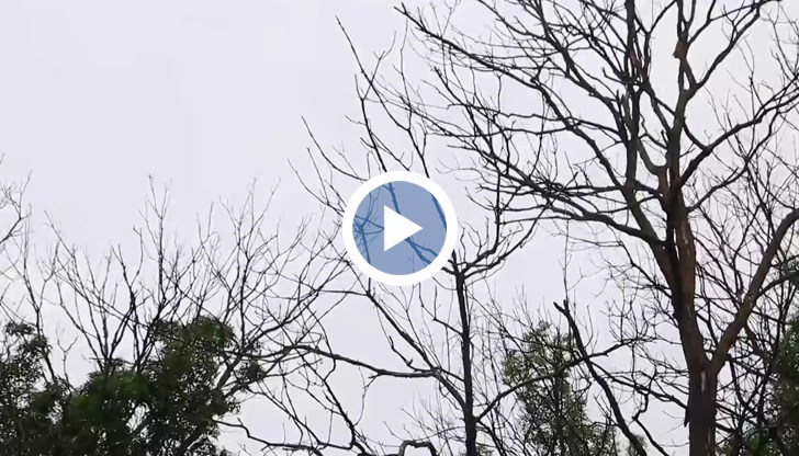 Тревожна тенденция е, че от миналата година започнаха да съхнат и най-устойчивите видове като червения дъб