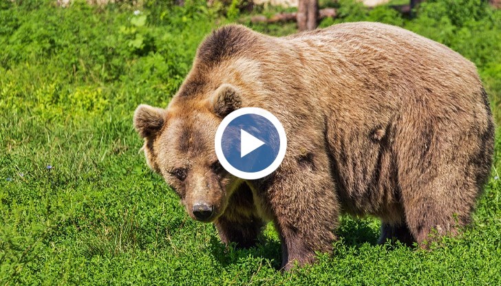 Пострадалите получават по 120 лева за унищожено пчелно семейство, докато възстановяването му струва минимум 280 лева